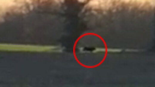 Watch: ‘3ft-long big cat’ filmed prowling through Cheshire countryside